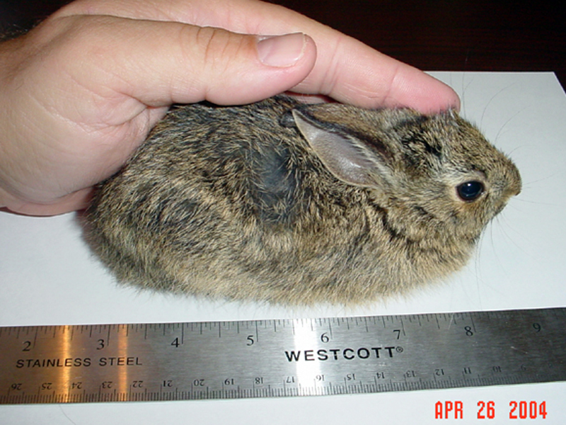 In this picture the rabbit is approximately 37 days old and is now more than 6 inches long.