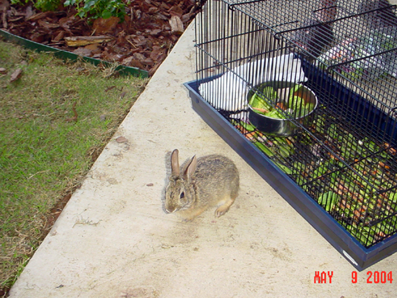 This is the big day! The bunny was eager to be out of the cage, and made himself right at home in the caregiver's back yard.