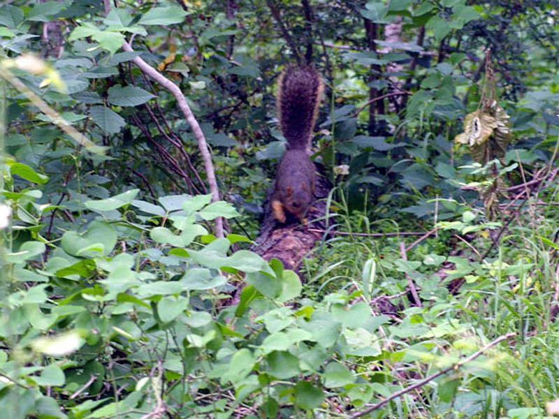 Fox Squirrel - Elm Fork Nature Preserve