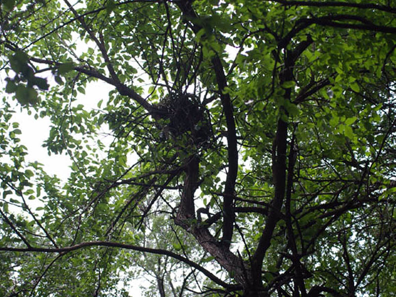 Fox Squirrel - Elm Fork Nature Preserve
