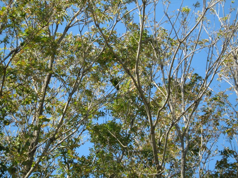 Unusual birds calls at White Rock Lake attracted my attention to this well camouflaged green bird.  can you see him near the center of the photograph?
