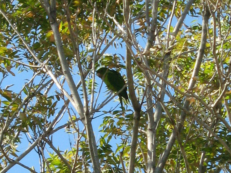 A closer look at one of the Monk Parakeets.