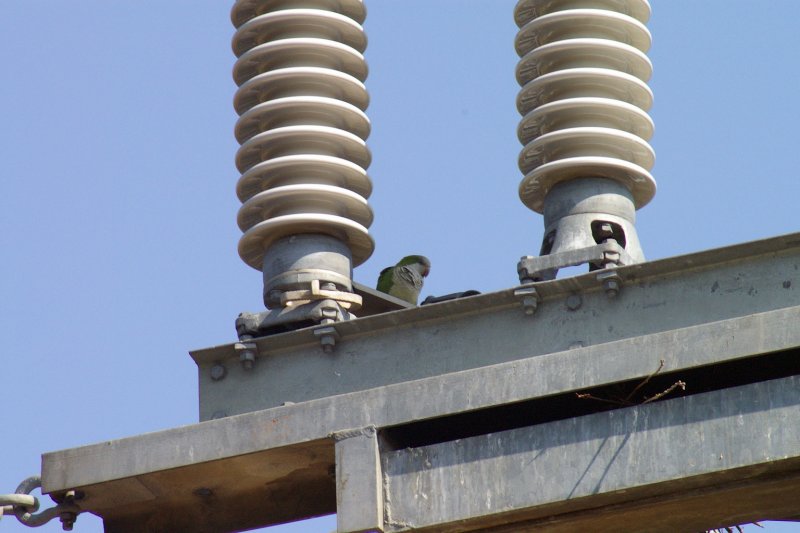 The Monk Parakeets nest on this power equipment.