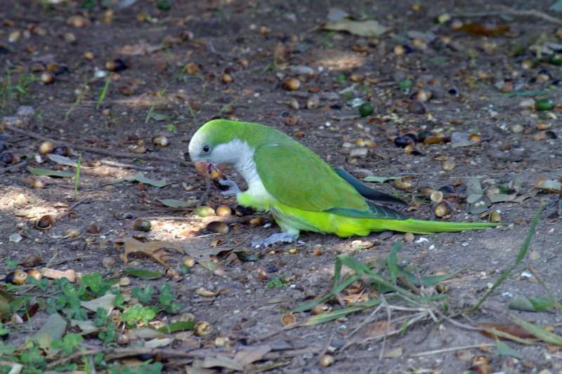 A Monk Parakeet eating acorns near Parrot Bay.