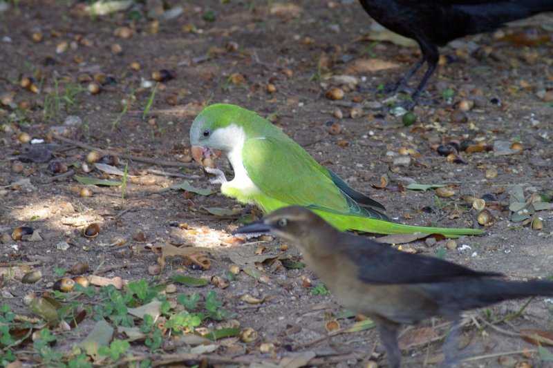 A Monk Parakeet congregating with Great-tailed Grackles.