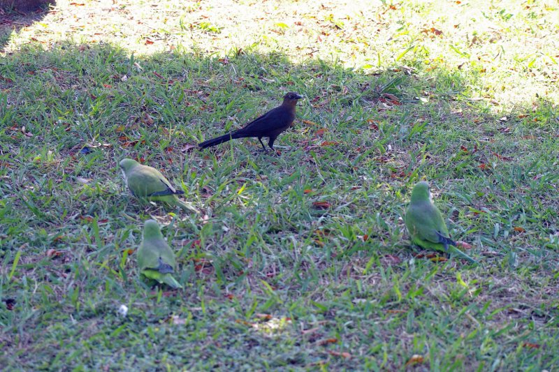 Monk Parakeets searching for food with a Great-tailed Grackle.
