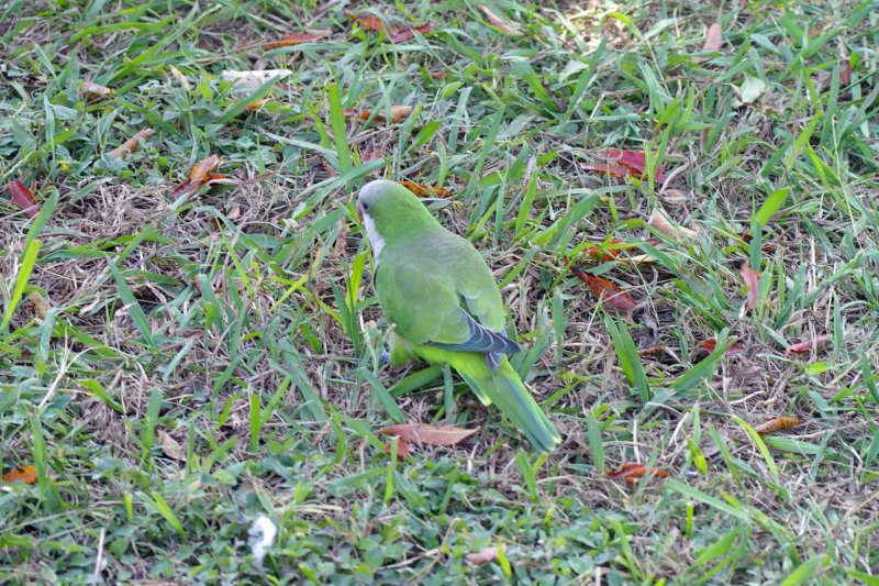 This Monk Parakeet is searching for acorns on the ground.