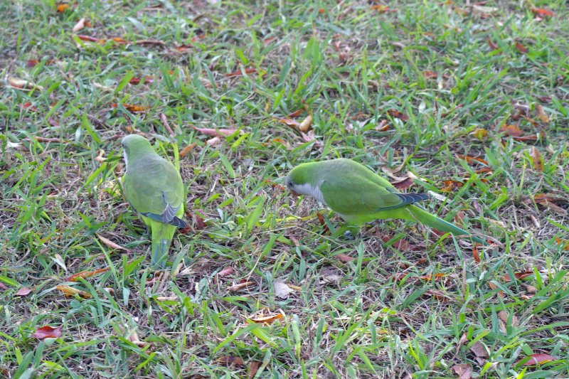 These birds are on the ground searching for food.