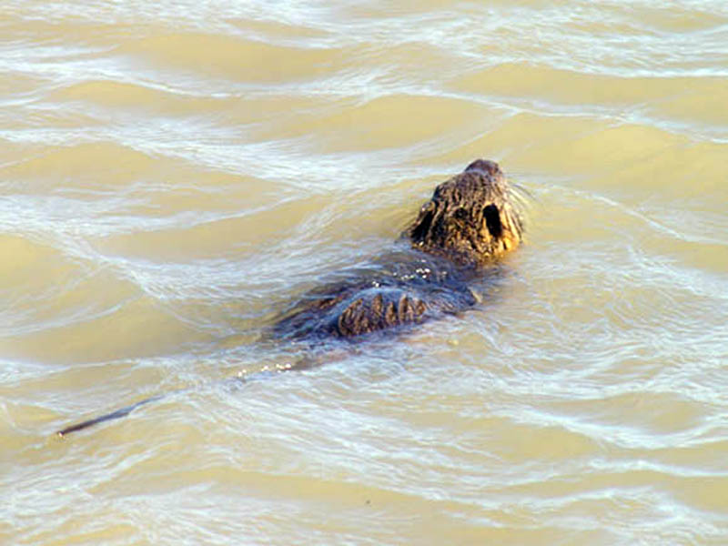 The Nutria swam right past our location, and then followed the shoreline south until he entered another reedy area near the bank about 30 feet from our observation point.