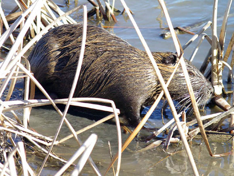 We followed the Nutria as he moved into the reedy area, and I took this picture of him as he moved into the shallow water near the bank of the pond.