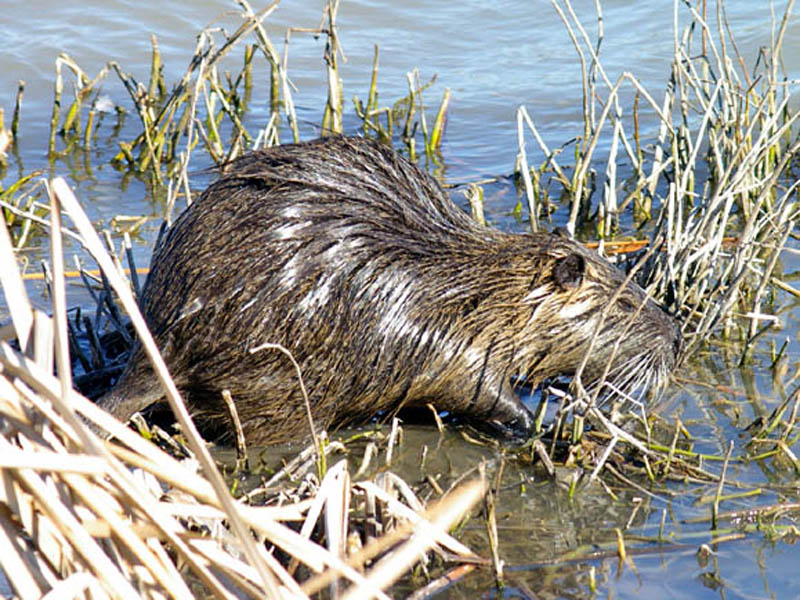 The Nutria took a moment to check the quality of the vegetation at this location by rooting under the water with his snout and testing the reeds with his front paws.