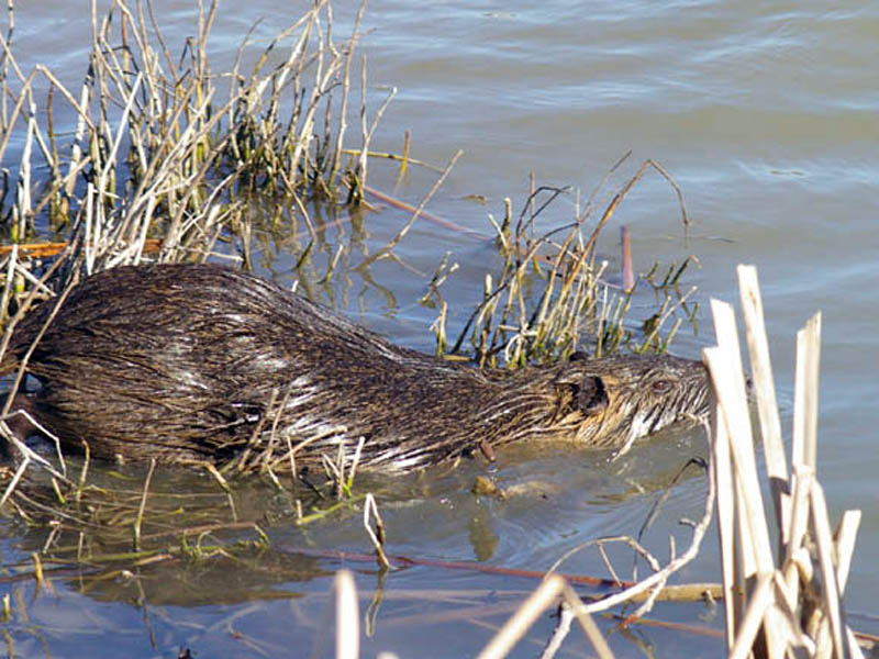 Evidently the vegetation here was not up to the Nutria's standards, and after only a minute or two he re-entered the water and began to swim further down the shore towards an area with more extensive reed growth.