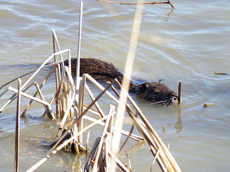 The Nutria moved through the reeds and seemed to be looking for something specific. We followed the Nutria as he swam along the shore. He was never further than 15 feet from us, and despite the proximity, the Nutria seemed generally unconcerned about our presence.