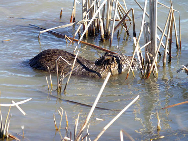 The Nutria stopped in front of these reeds, and periodically dunked his head under the water, evidently in an effort to examine the plant's roots.