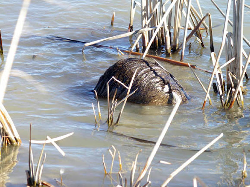 Here you see the Nutria with his head completely submerged. After a moment or two he came back to the surface, and then repeated the maneuver several more times over the next 2 or 3 minutes.