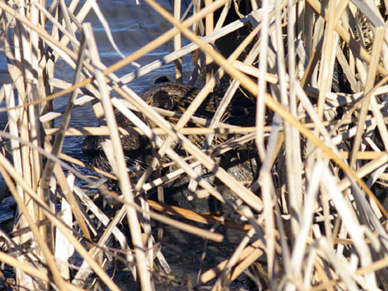 From his previous location, the Nutria moved into and area of more dense reed growth, and again began to feed on the plant's roots.