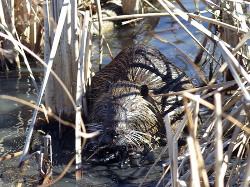 If you look carefully, you can see the Nutrias large, orange teeth in this picture. Also of note is the Nutria's hand-like front paws holding the reed stems as the Nutria feeds. This picture was taken from a distance of approximately 5 feet. Again, I was amazed at the animals general lack of concern about our proximity. If I was so inclined, I believe I could have reached out and given this little fellow a scratch behind the ears. All indications were that the Nutria was in good health. This pond is frequented by a large number of people who come to feed the ducks, and I suppose this Nutria may have become accustomed to the presence of people as a consequence.