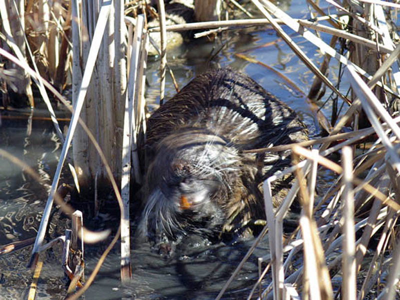 Here the Nutria is giving his head a rapid, dog-like shaking. The large, orange teeth are also very noticeable in this photograph.