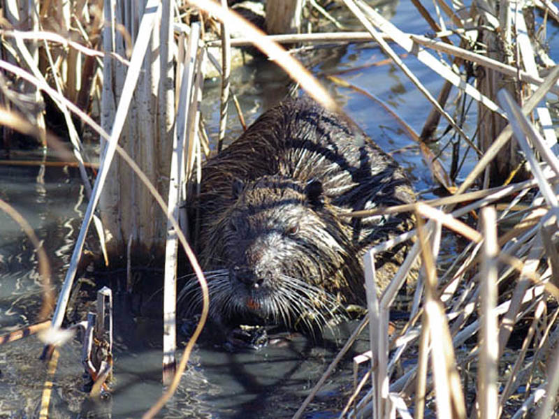 In this picture you can see the Nutria firmly grasping a reed stem in his forepaws as he leisurely chews on his last bite of the plant.
