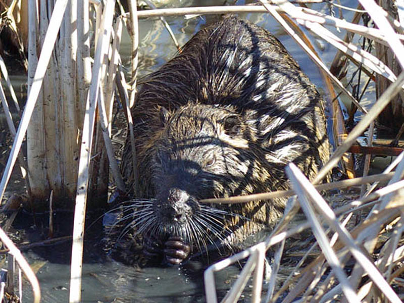 In this picture the Nutria's hand-like front paws are clearly visible.