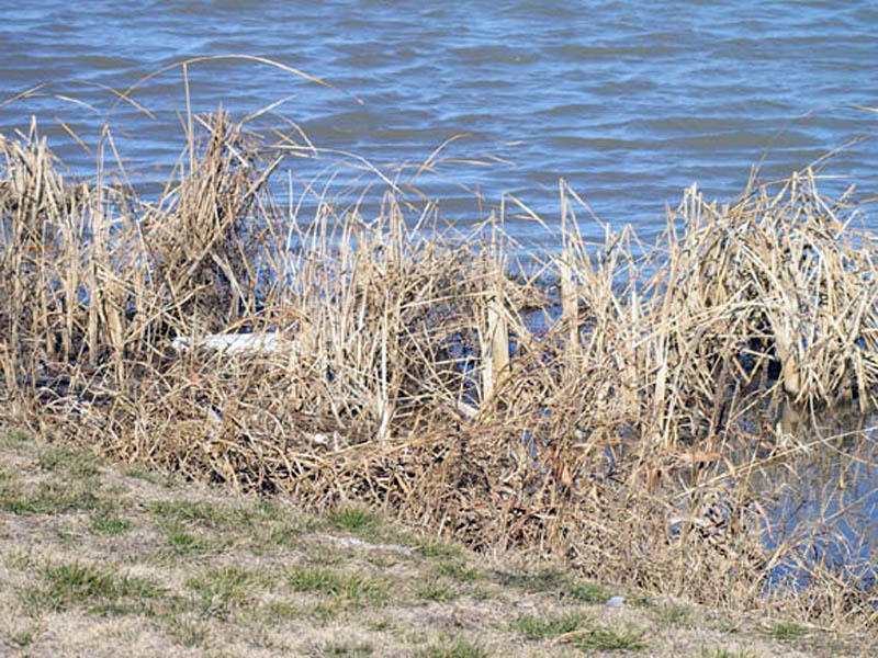 Hiding in plain view. In this picture I have moved back even further in order to demonstrate the Nutria's ability to blend in with its surroundings. This photograph was taken at a distance of roughly 15ft/3m. Can you see the Nutria roughly in the center of this picture? The Nutria's hunched hindquarters are visible about an inch to the right of the large white item on the left side of the photograph.