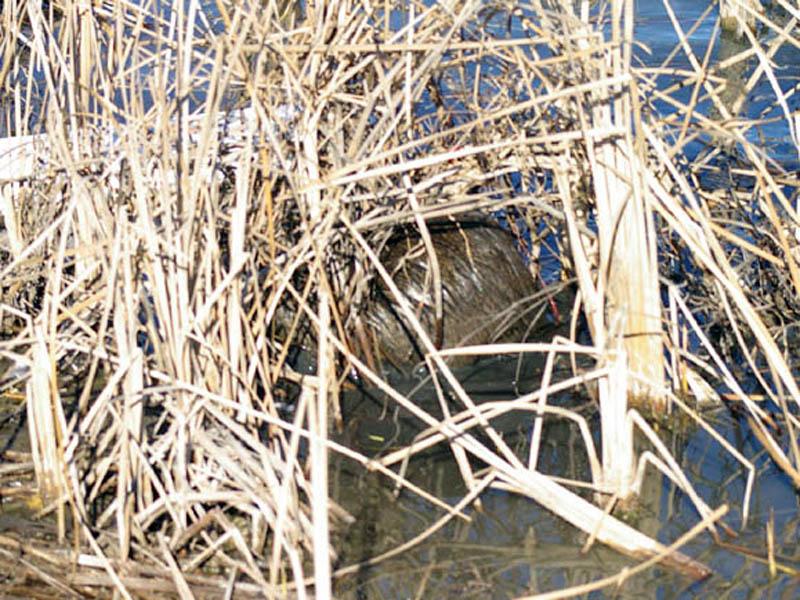 Can you see him now? The Nutria is probing deeply into the thick reed in order to get at the tasty roots just under the water's surface.