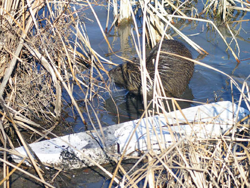 Here the Nutria has moved back into the open water near the large white item seen in the previous photographs.