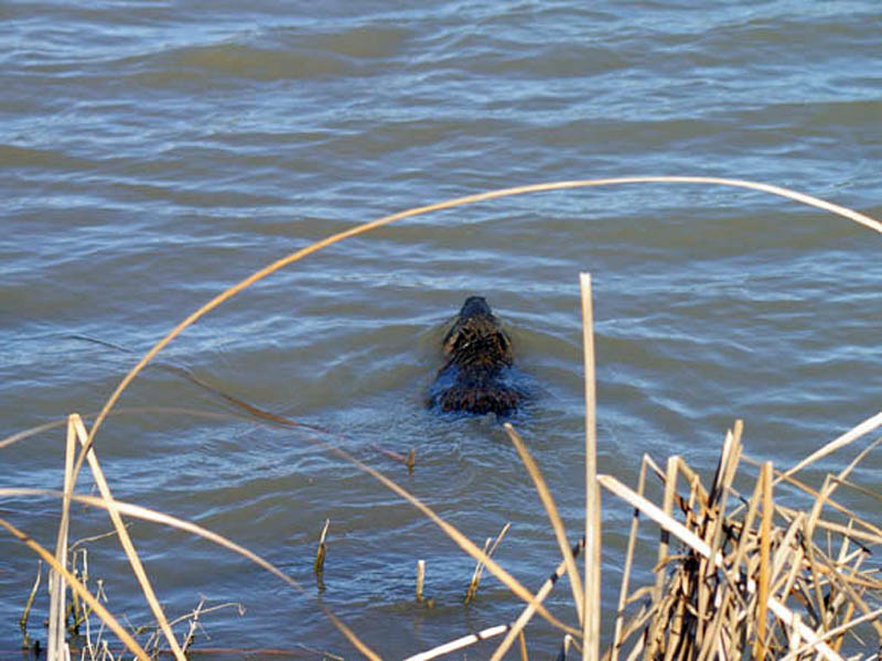 That this point the Nutria headed back out to the open water just of shore. He swam away from the back for roughly 12 feet, and the veered back to the north, heading toward the thick reed bed from which he first emerged.