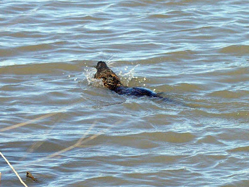 In this picture the Nutria is seen swimming through the open water with quite some gusto. Notice the water splashed up by the Nutria's paddling.