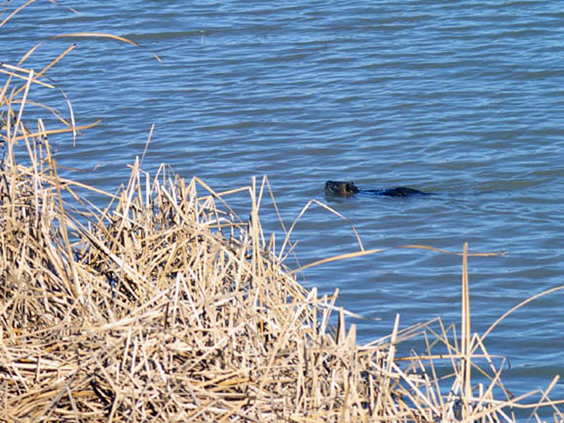 Here the Nutria is returning to the heavy reed cover from which he first appeared.