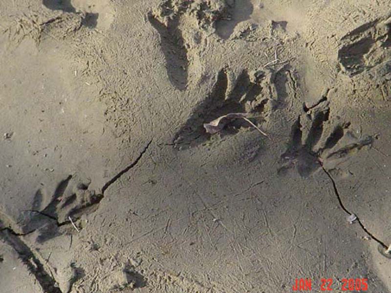 Raccoon - Tracks in the Mud