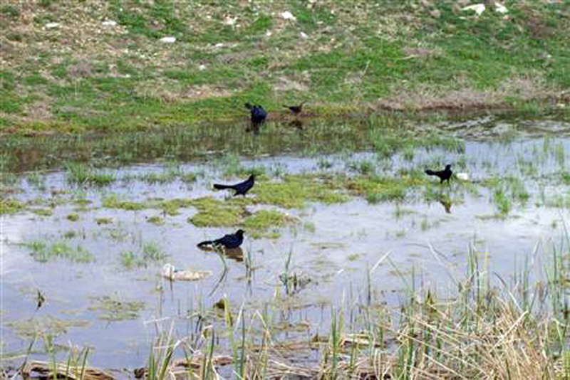 Before the Dredging - Great-tailed Grackles in the shallow water of the pond's north end.
