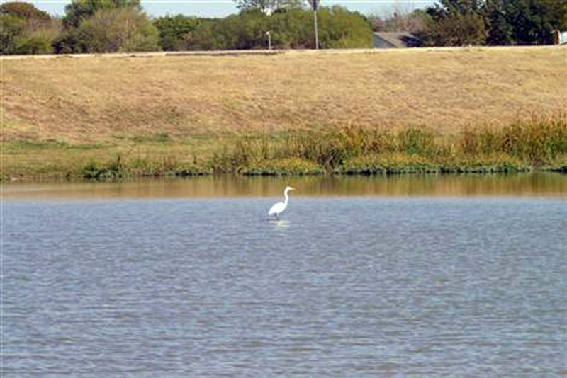 Before the Dredging - A great Egret standing in water that is only a few inches deep.