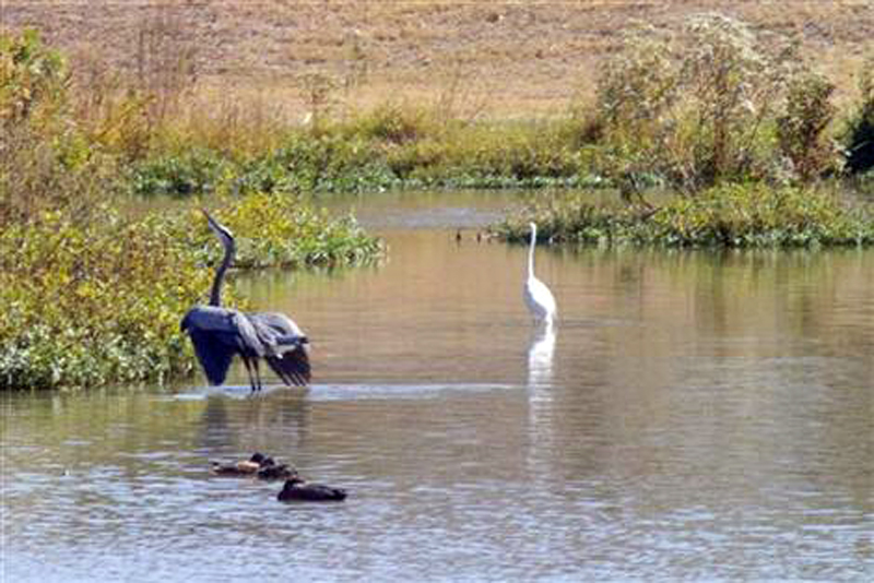 Before the Dredging - A Great Blue Heron and a Great Egret in close proximity.