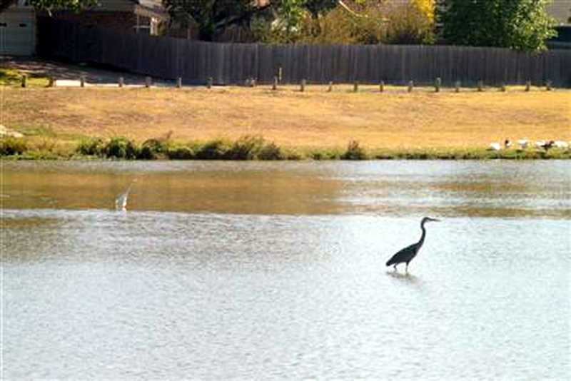 Before the Dredging - A Great Blue Heron making its way through the shallow water near the center of the lake.