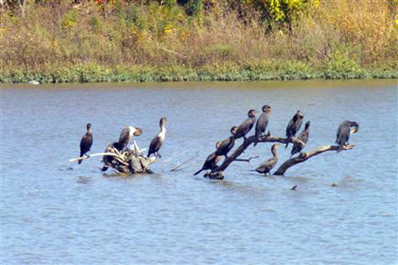 Before the Dredging - A collection of Double-crested Cormorants. This submerged tree is the only place on the lake where the cormorants would congregate. It would not survive the dredging.