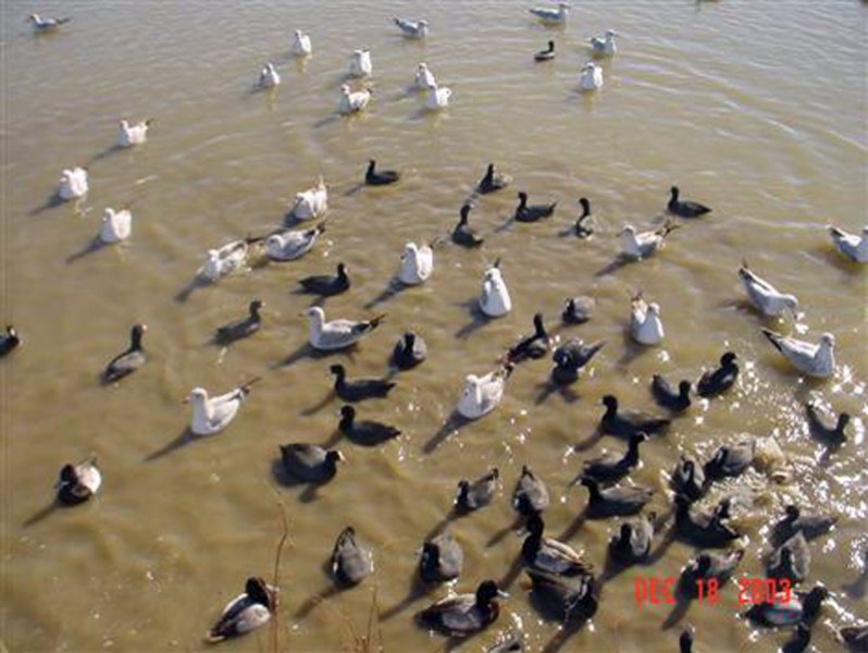 Before the Dredging - Represented in this photograph are Ring-billed Gulls, American Coots, and Lesser Scaups.