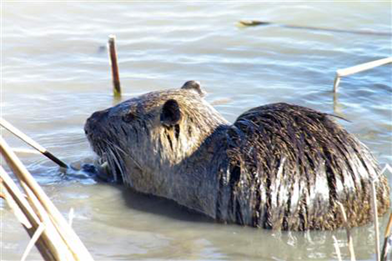Before the Dredging - A hungry Nutria feeding on reeds.