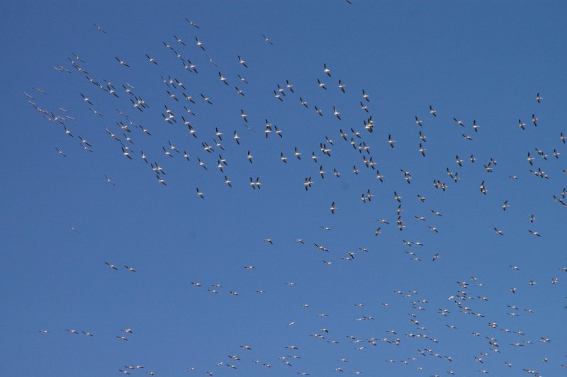 American White Pelican - Migration Swarm
