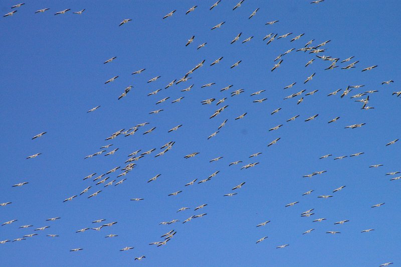 American White Pelican - Migration Swarm