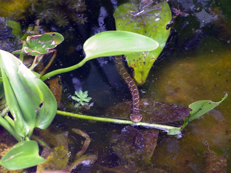 Notice the spider on the leaf at the top of the photograph. This juvenile Blotched Water Snake was very small.