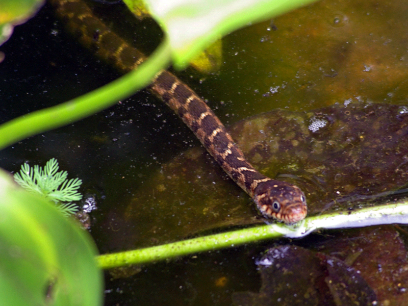 A juvenile Blotched Water Snake in a small, ornamental pond at the Elm Fork Nature Preserve in Carrollton.