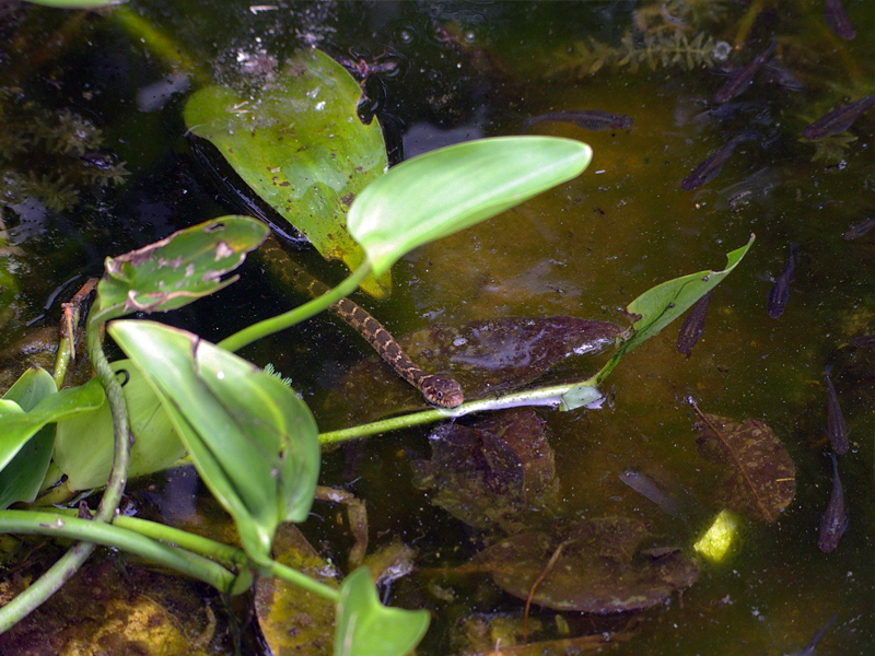 Compare the juvenile snake's size to the minnows along the right-hand side of the photograph.