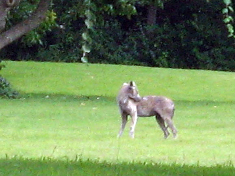 I took this picture from the same location as the previous shot, only this time I digitally zoomed in as far as I could. Even though the quality of this shot is compromised by the digital zoom, the sorry state of the Coyote's coat is still very evident. Nearly all of the animal's fur was missing, and the Sarcoptic Mange was obviously causing the Coyote a great deal of discomfort. In fact, the animal control officer commented that it was likely the Coyote's poor health that was responsible for this rare midday observation. 