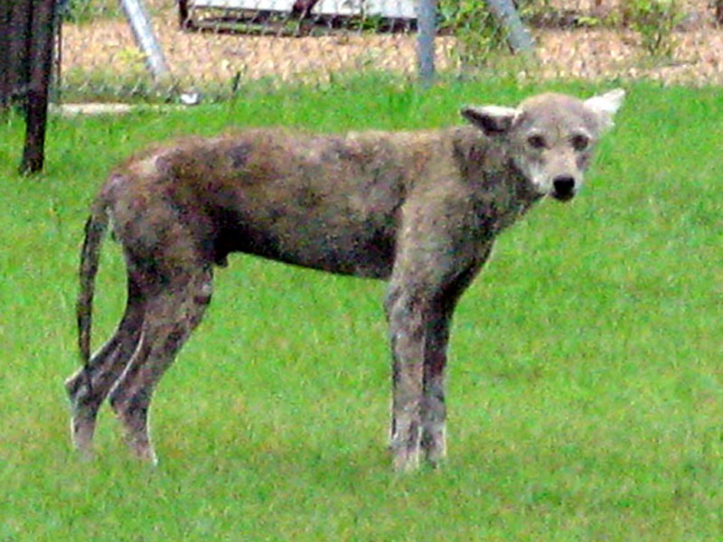 I pulled into a parking lot across the street from the church grounds, and took this picture using digital zoom for magnification. The Coyote's sorry state is clearly represented in this photograph. The Sarcoptic Mange has taken an undeniable toll on this poor animal. 