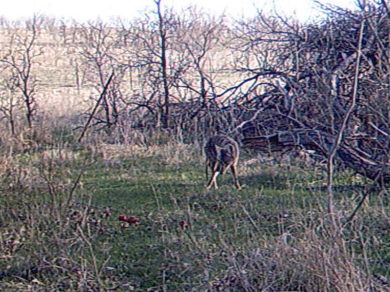 Apples proved to be a very good attractant for the Coyotes, and this site had a great deal of activity over the two day period that pictures were recorded.