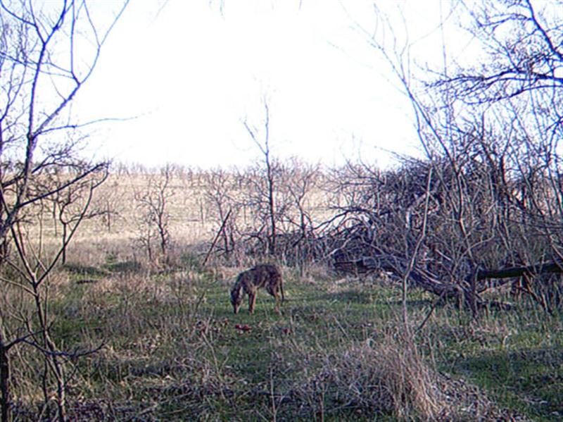 his Coyote approaches the apples warily, but I found that the Coyotes on this ranch were generally much less skittish than their more urban cousins. This photograph was taken early the first morning after the camera was setup the prior evening. 