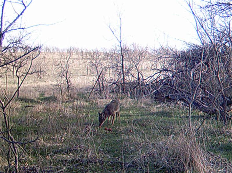 After only roughly 5 minutes the Coyote is satisfied the apples are safe, and begins to eat. 