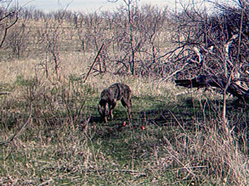 It is almost midday now, and the camera records another visitor to the site. Is this the same Coyote that was photographed 4 hours earlier? Most likely, yes. But if is not, then this is the second Coyote filmed on this day. 