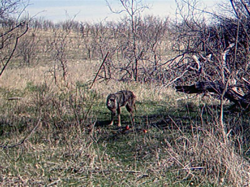 Coyotes can be difficult to differentiate visually, however there are some notable variations that can help. For instance, Coyotes can vary in color to a significant degree. Coats can be light gray to dark gray in color. They can be tan, or even a reddish, cinnamon color. The fur can be thick and healthy looking, or it can be short and uneven. Coyotes with mange are easy to spot, with large areas of missing fur exposing the dark gray skin underneath. This Coyote I would describe as being medium gray, with tan legs, and a short, uneven coat.
